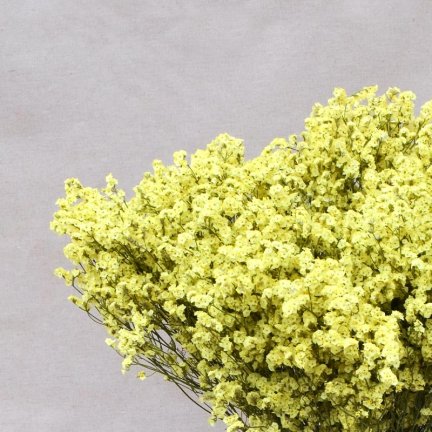 ramo seco limonium amarillo_1