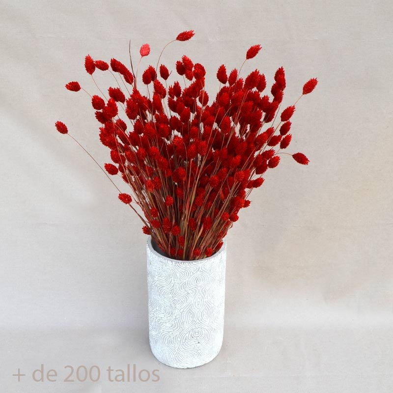 ramo seco phalaris rojo