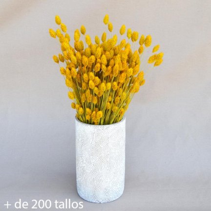 Pack Flores Secas Amarillo — Floresfrescasonline