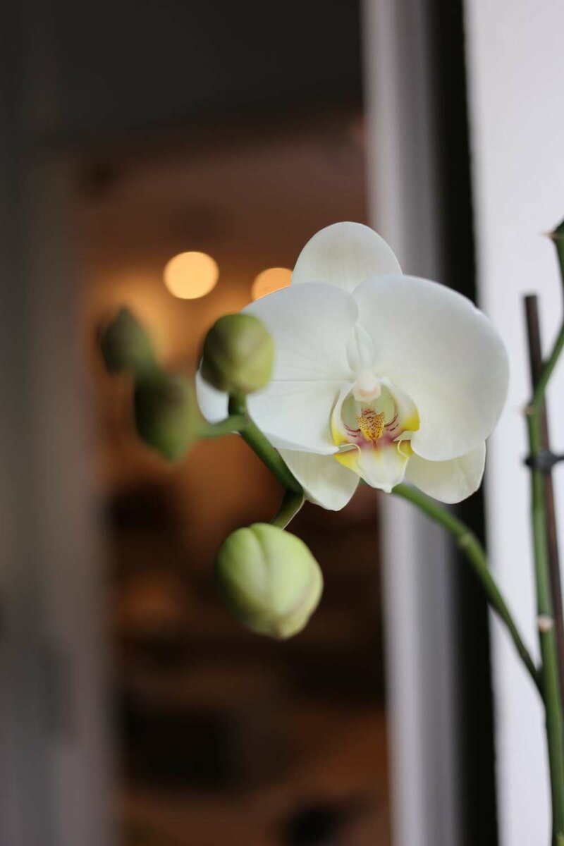 Cómo cuidar orquídeas: Cuidados y Consejos : , Naturkenva | Ramos de flores  para regalar
