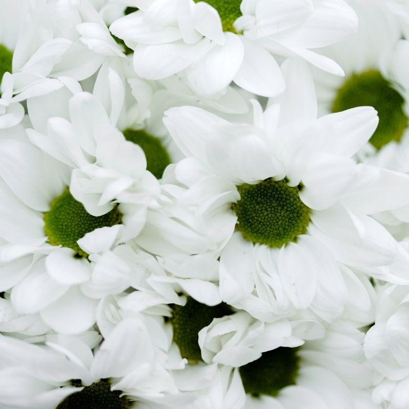 Qué significa soñar con flores? : , Naturkenva | Ramos de flores para regalar Qué significa soñar con flores? : , Naturkenva | Ramos de flores para regalar